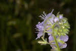 Prairie phacelia